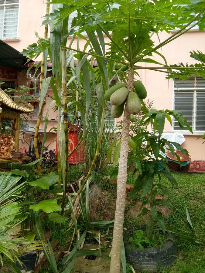 Genting Bukit Tinggi Homestay מראה חיצוני תמונה